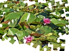 water, Pond - car, lilies