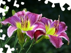 Daylilies, Flowers, purple