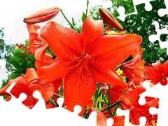 lilies, beatyfull, Red