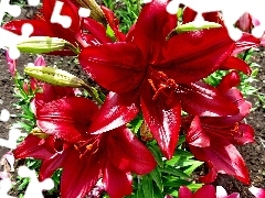 lilies, Flowers, Red