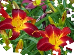 Red, lilies
