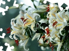 White, tiger Lilies