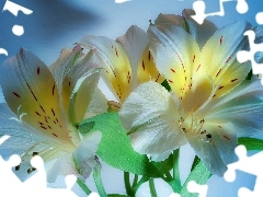 Alstroemeria, beatyfull, White