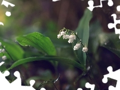 White, lilies