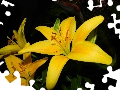 Yellow, tiger Lilies