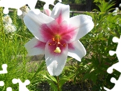 Beauty, Pink, Lily, white