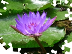 Pond - car, Colourfull Flowers, lily