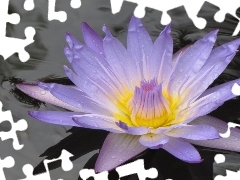 water, Colourfull Flowers, Lily
