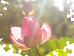 Pink, water-lily