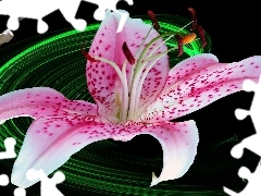 Pink, Tiger lily