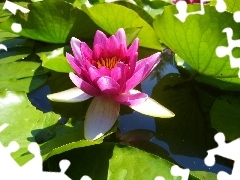 Pink, water-lily