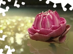 Pink, water-lily