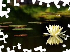 water, Pond - car, Lily