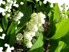 Beauty, lily of the Valley