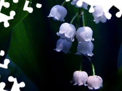 flowers, Lily of the Valley
