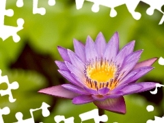 Violet, water-lily