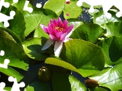 Pink, water-lily