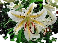 Tiger lily, Beauty, White