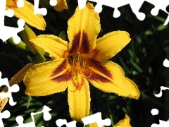 Yellow, lily