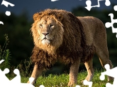 Lion