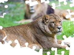 Lioness, Lion
