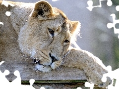 Resting, Lion