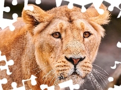 head, lioness