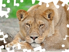 Resting, Lioness
