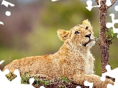 small, Lioness