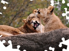 canines, Two cars, lions