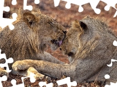 licking, Two cars, lions