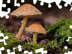 mushrooms, forest, Moss, litter, toadstools, Two cars