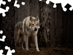 forest, dog, viewes, litter, trees, Czechoslovakian Wolfdog