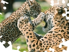 play, leopardess, little doggies