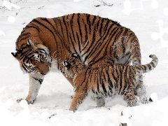 snow, tigress, little doggies