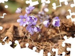 purple, Flowers, Spring, Liverworts