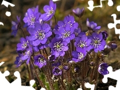 purple, Liverworts