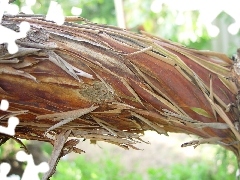 Palm, Lod on the beach