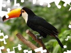 Toucan, Lod on the beach