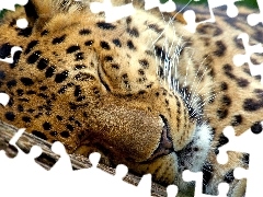 trees, viewes, Leopards, Lod on the beach, sleepy