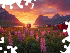 Lofoten, Norway, sea, Mountains, Flowers, lupine, Houses, Meadow, Red