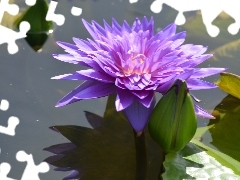 water-lily, Colourfull Flowers, Leaf