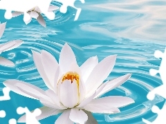 water-lily, beatyfull, Flowers