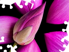 Pink, Colourfull Flowers, flakes, Dark Background, bud, lotus