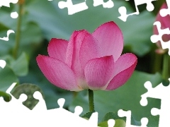 lotus