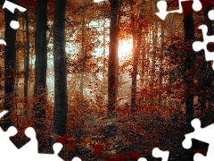 flash, ligh, forest, sun, Przebijaj?ce, luminosity, autumn