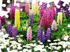 Lupin, color, Flowers