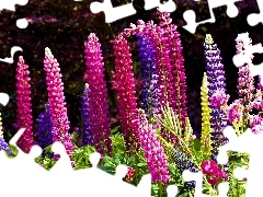 color, lupine