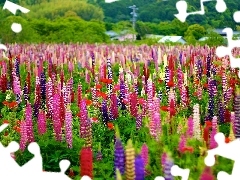 lupine, Meadow, color