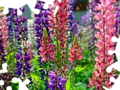 color, lupine